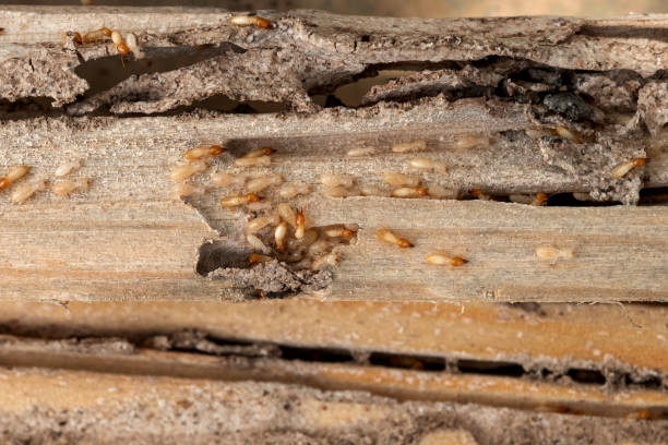 Best Cockroach Control Services  in Edwardsvle, IL