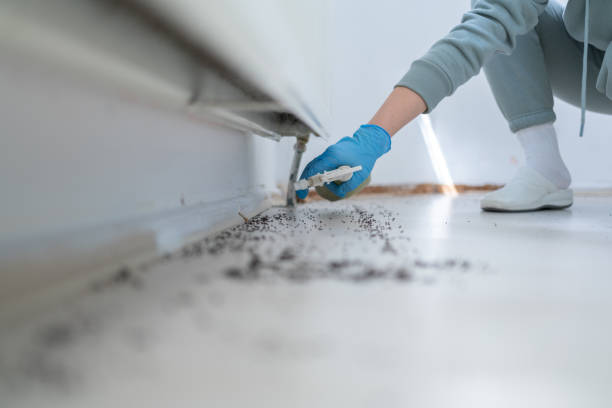 Best Rodent Control Near Me  in Edwardsvle, IL